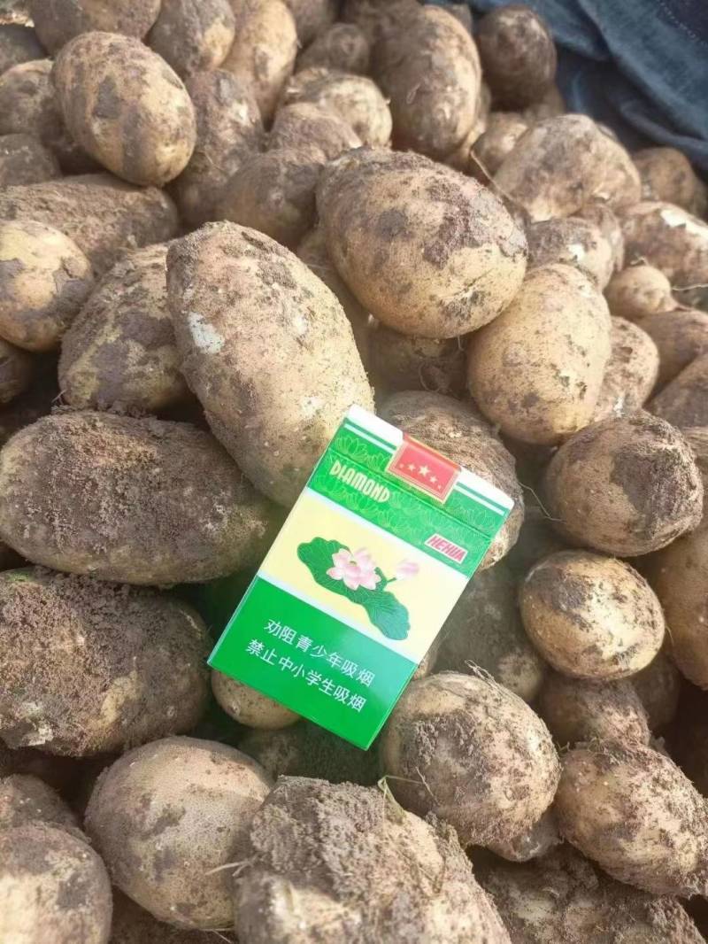 麦肯，大西洋，土豆，基地货，薯片薯条厂，淀粉薯。