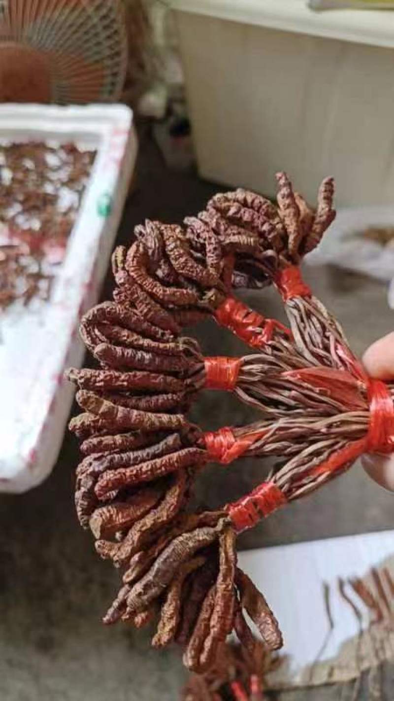 虫草