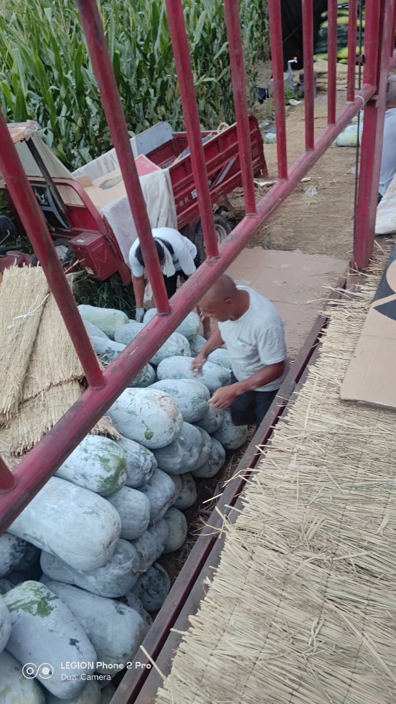 白冬瓜白皮海南冬瓜大量上市一手货源视频看货