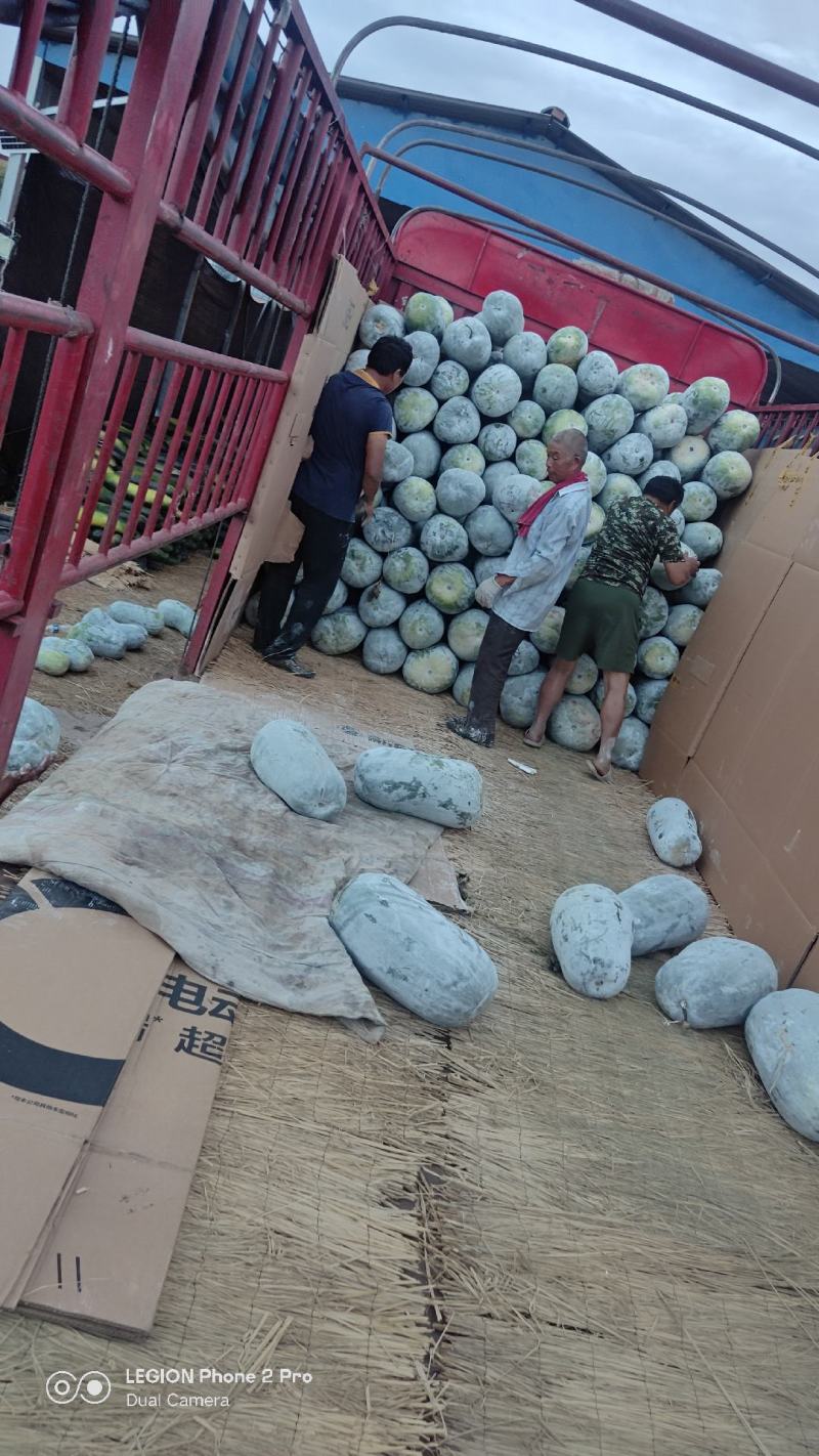 白冬瓜白皮海南冬瓜大量上市一手货源视频看货