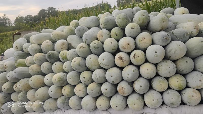 冬瓜/水果冬瓜产地直发保质保量全国代发欢迎老板联系