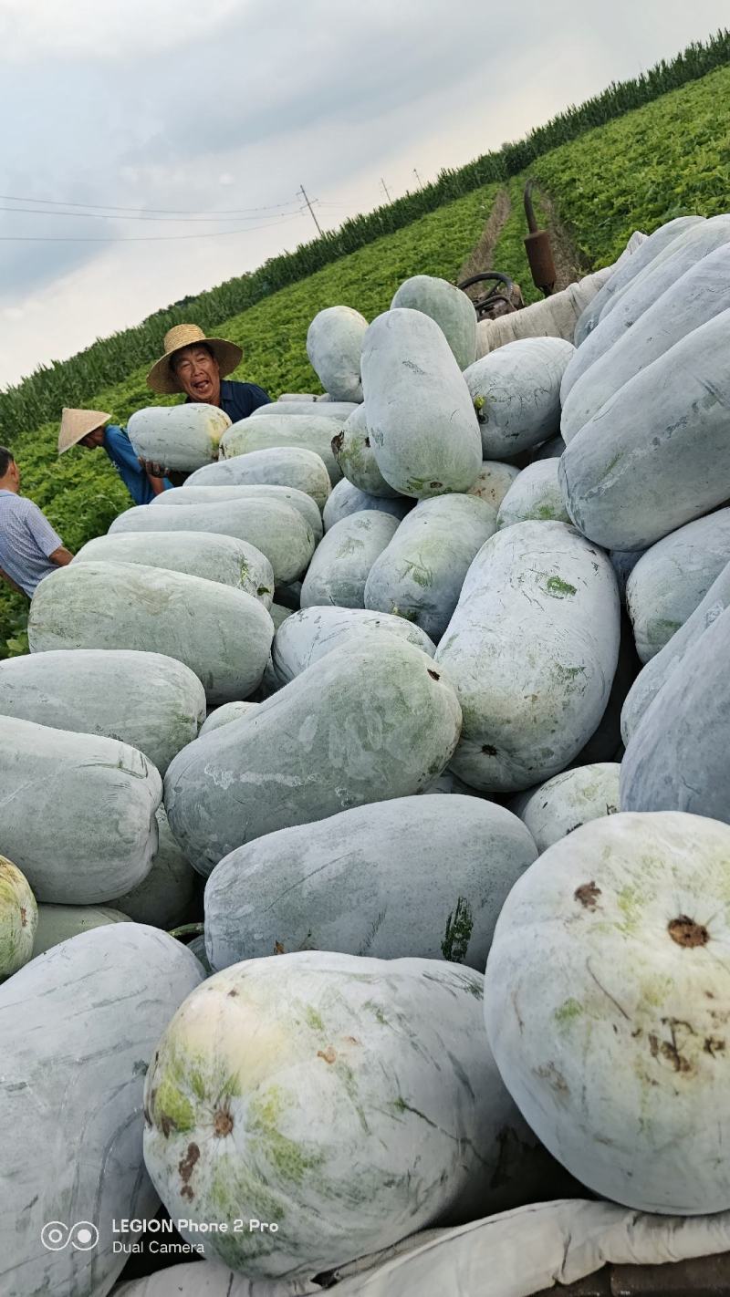 白皮水桶冬瓜白皮冬瓜大量上市产地专业白瓜代办认准博嘉