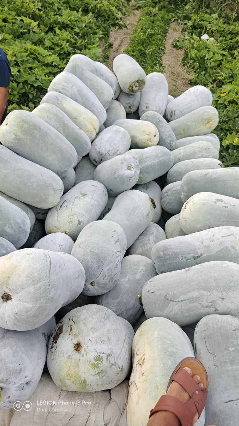白皮水桶冬瓜白皮冬瓜大量上市产地专业白瓜代办认准博嘉