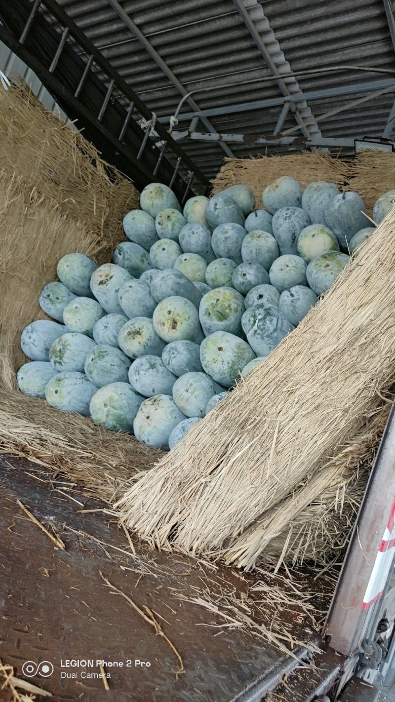 白皮水桶冬瓜白皮冬瓜大量上市产地专业白瓜代办认准博嘉