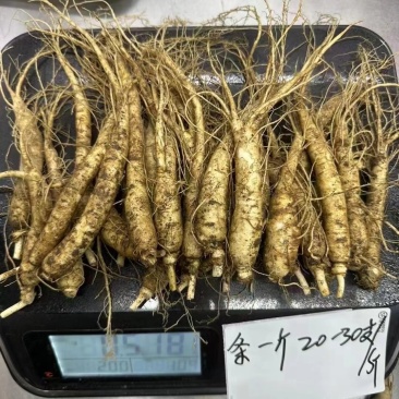 新货长白山新鲜人参6岁的鲜参根