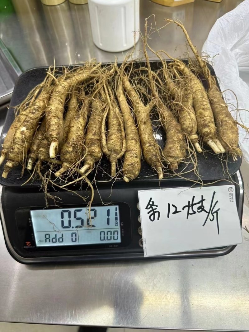 新货长白山新鲜人参6岁的鲜参根