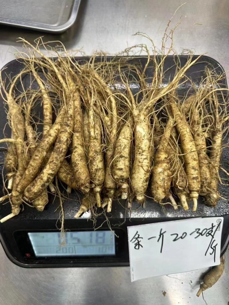 新货长白山新鲜人参6岁的鲜参根