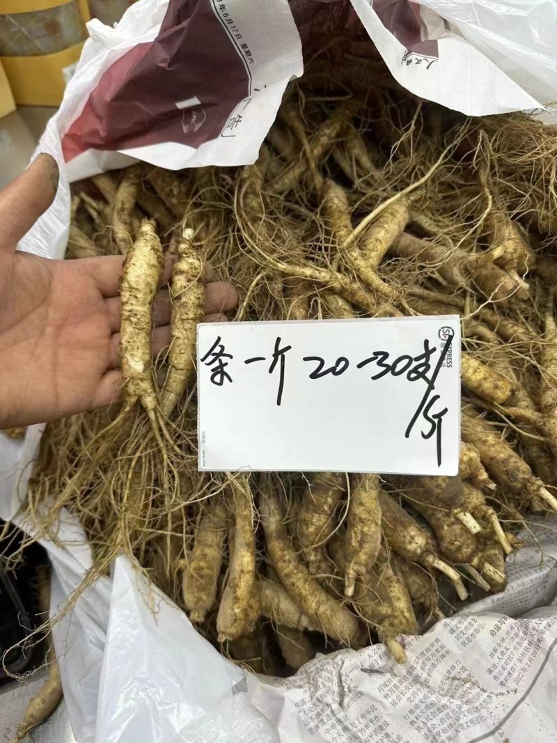 新货长白山新鲜人参6岁的鲜参根