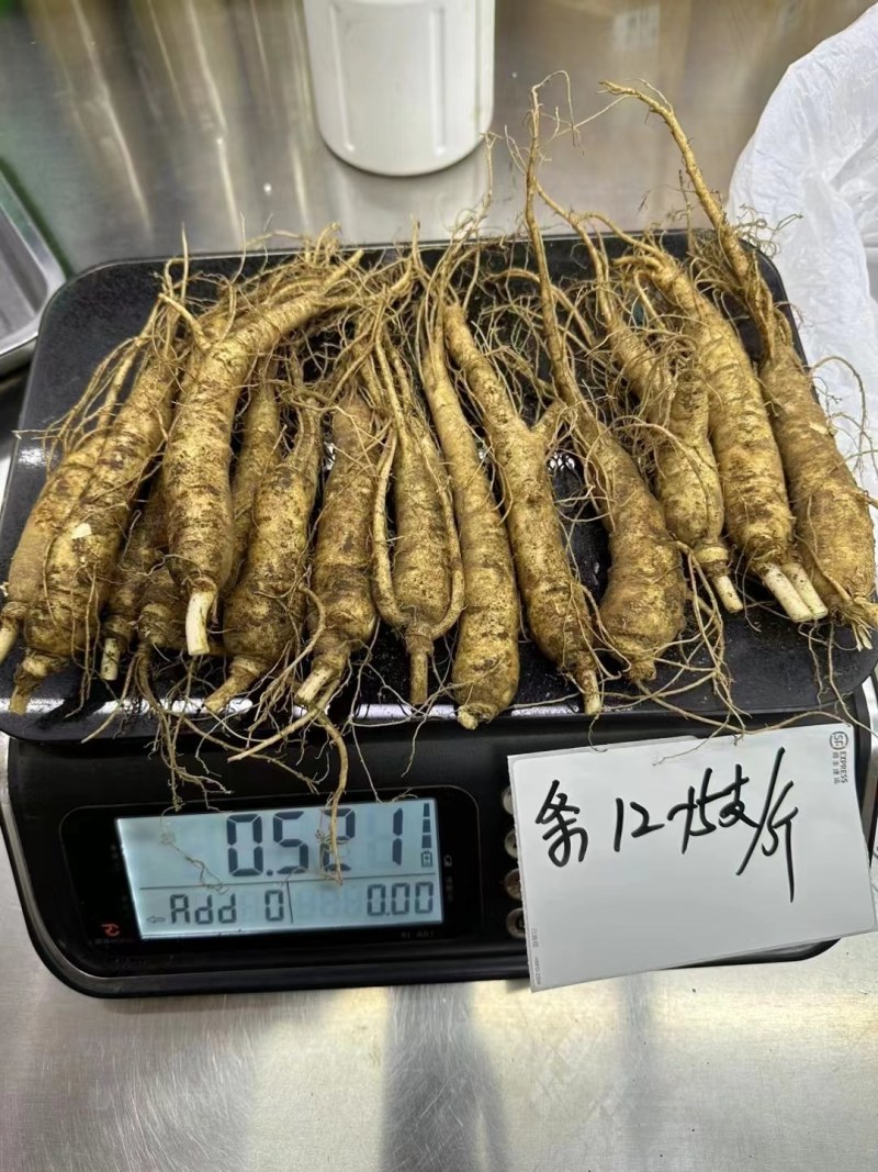 新货长白山新鲜人参6岁的鲜参根