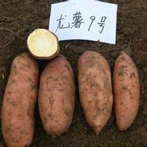 河南开封龙薯九号产地直发一手货源批发品质保证全国发货