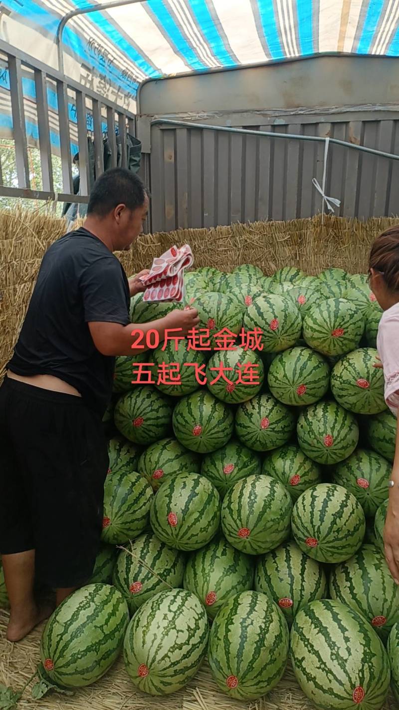 金城五西瓜