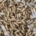 黑水虻昆虫蛋饲料、熟冻虫、活冻虫