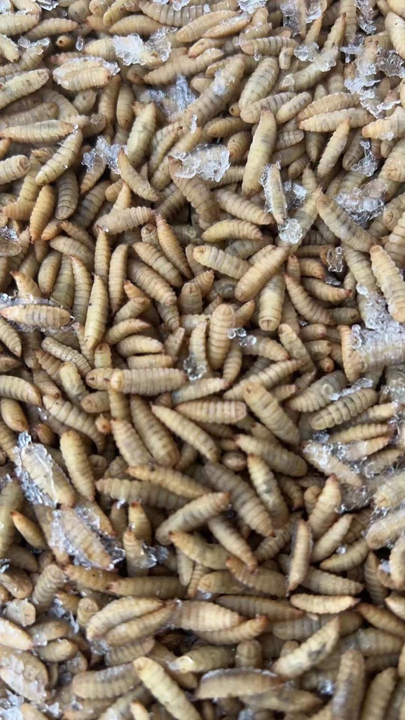 黑水虻昆虫蛋饲料、熟冻虫、活冻虫