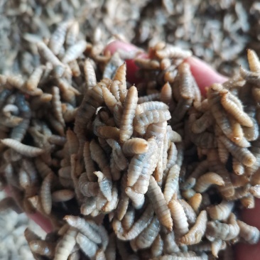 黑水虻昆虫蛋饲料、熟冻虫、活冻虫