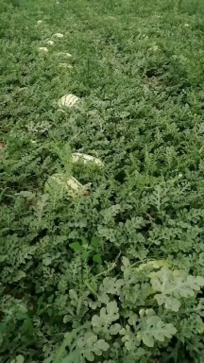 西瓜