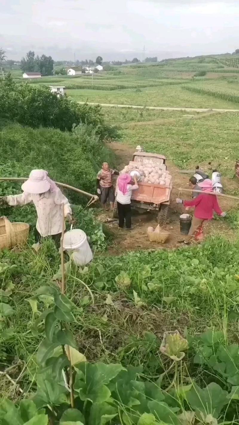 金枕头南瓜大量上市一手货源日供货50吨质优价廉