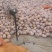 金枕头南瓜大量上市一手货源日供货50吨质优价廉