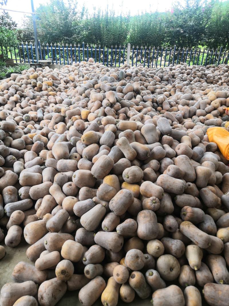 板栗枕头南瓜，干面糯甜实心，货量庞大。市场电商，实力供货