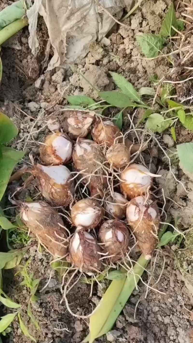 红土育红芽