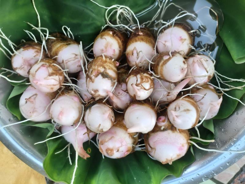 红土育红芽
