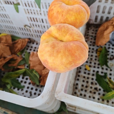 中蟠十七上市，商超，电商，公司福利，欢迎批发零售