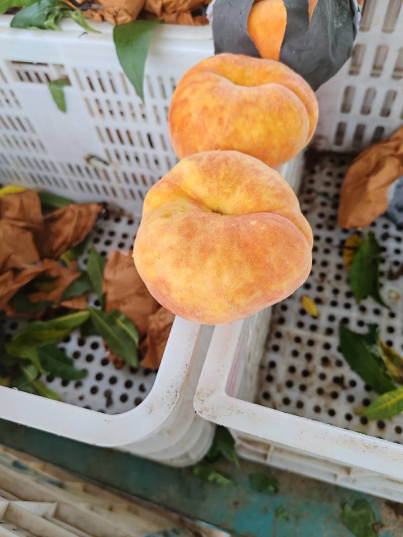 中蟠十七上市，商超，电商，公司福利，欢迎批发零售