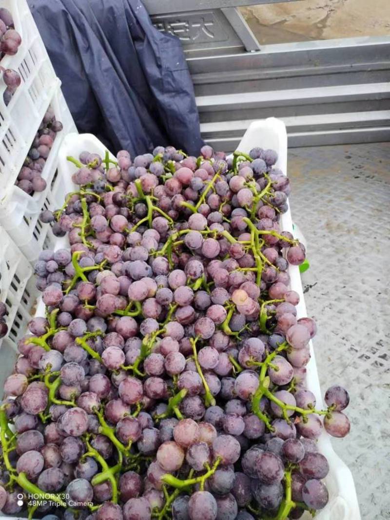 威县巨峰葡萄大量上市基地直供保质保量诚信经营
