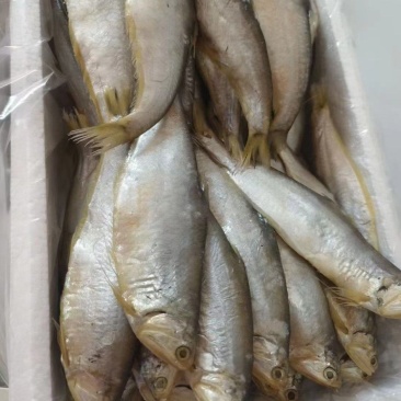 马鱼咸