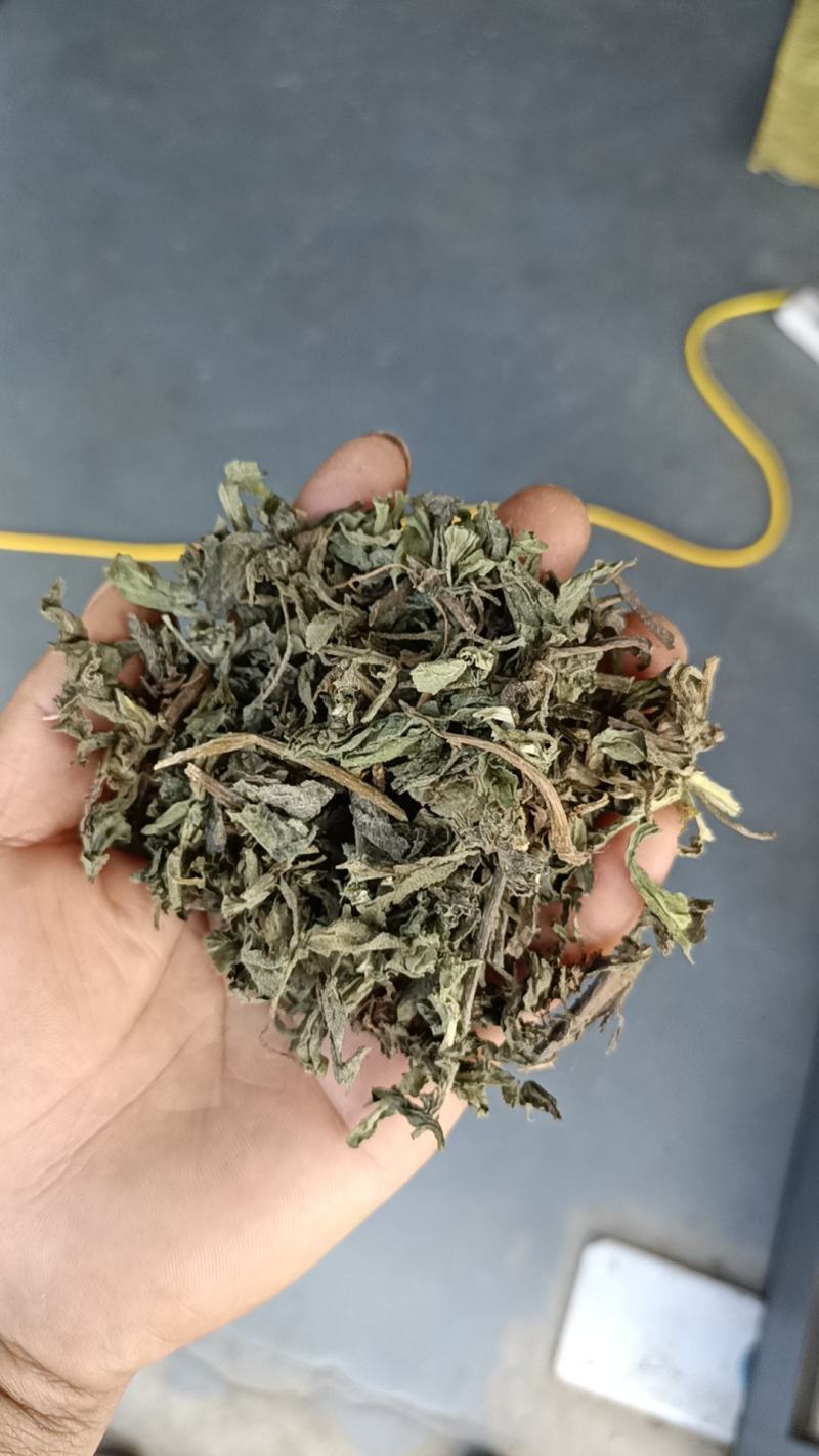 旱莲草，产地直供，一手货源，欢迎大家来电咨询