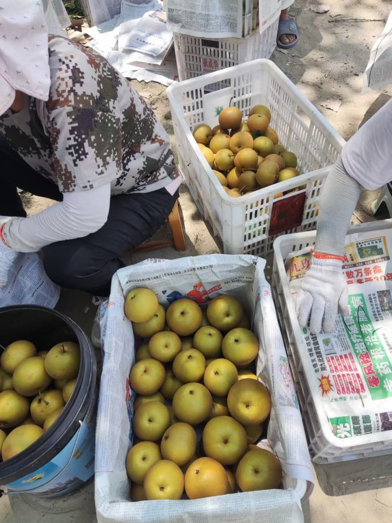 圆黄大量有货，口感好，果型好，个头大