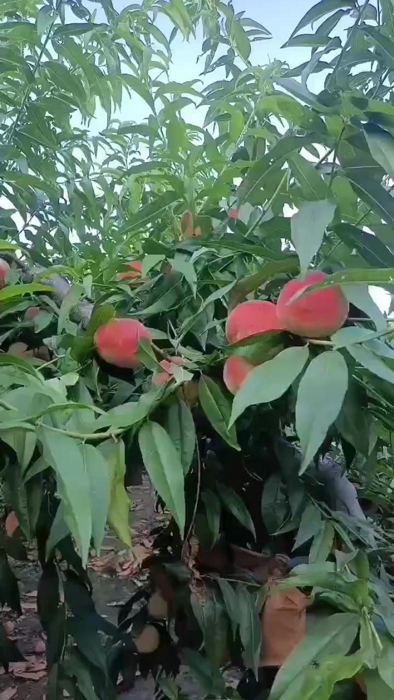 北京14号桃