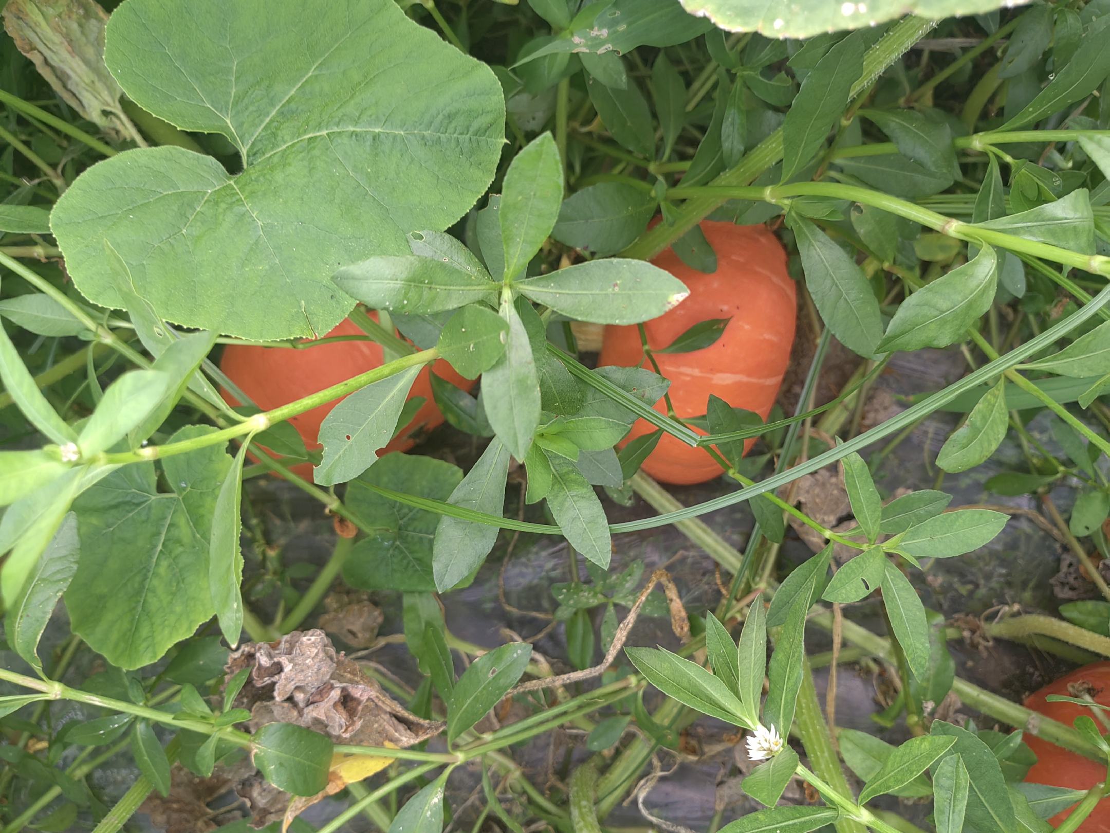 南瓜叶采摘场景