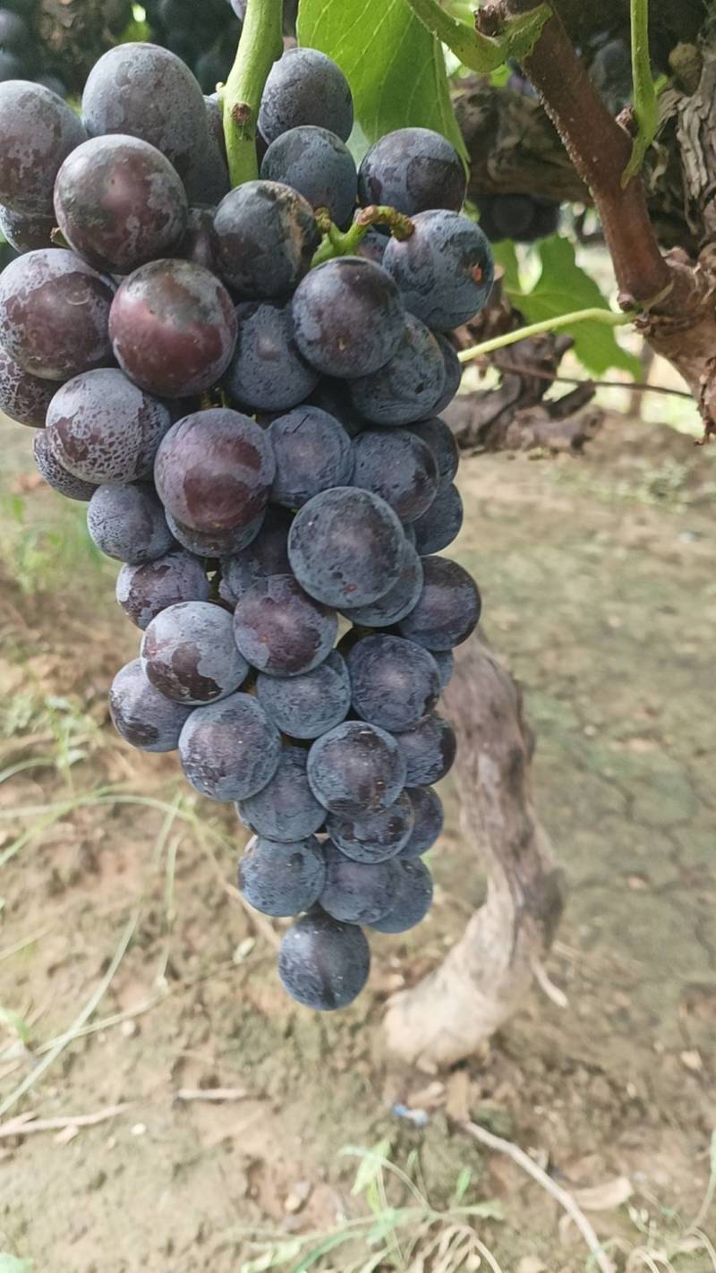 夏黑葡萄大荔县夏黑大量上市果园直采代发全国欢迎来电