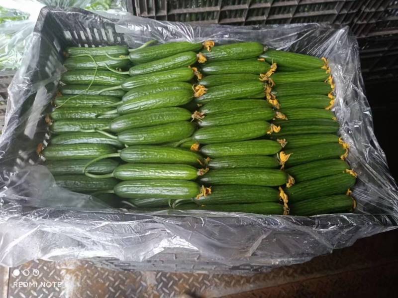 水果黄瓜小青瓜小乳瓜山东菏泽基地现货供应/可全国发货