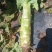 甘肃兰州高原夏菜莴笋大量上市