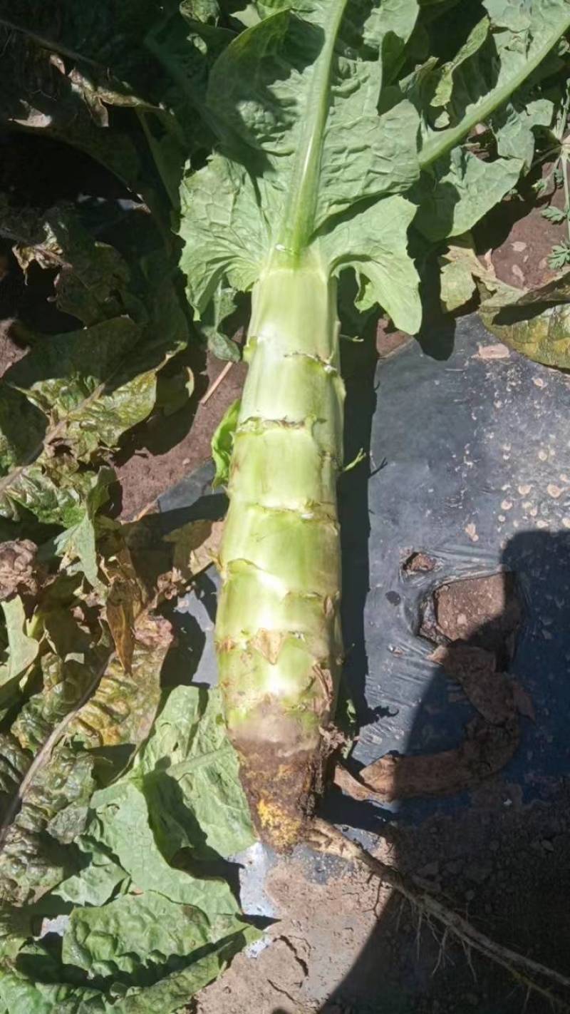 甘肃兰州高原夏菜莴笋大量上市