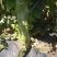 甘肃兰州高原夏菜莴笋大量上市