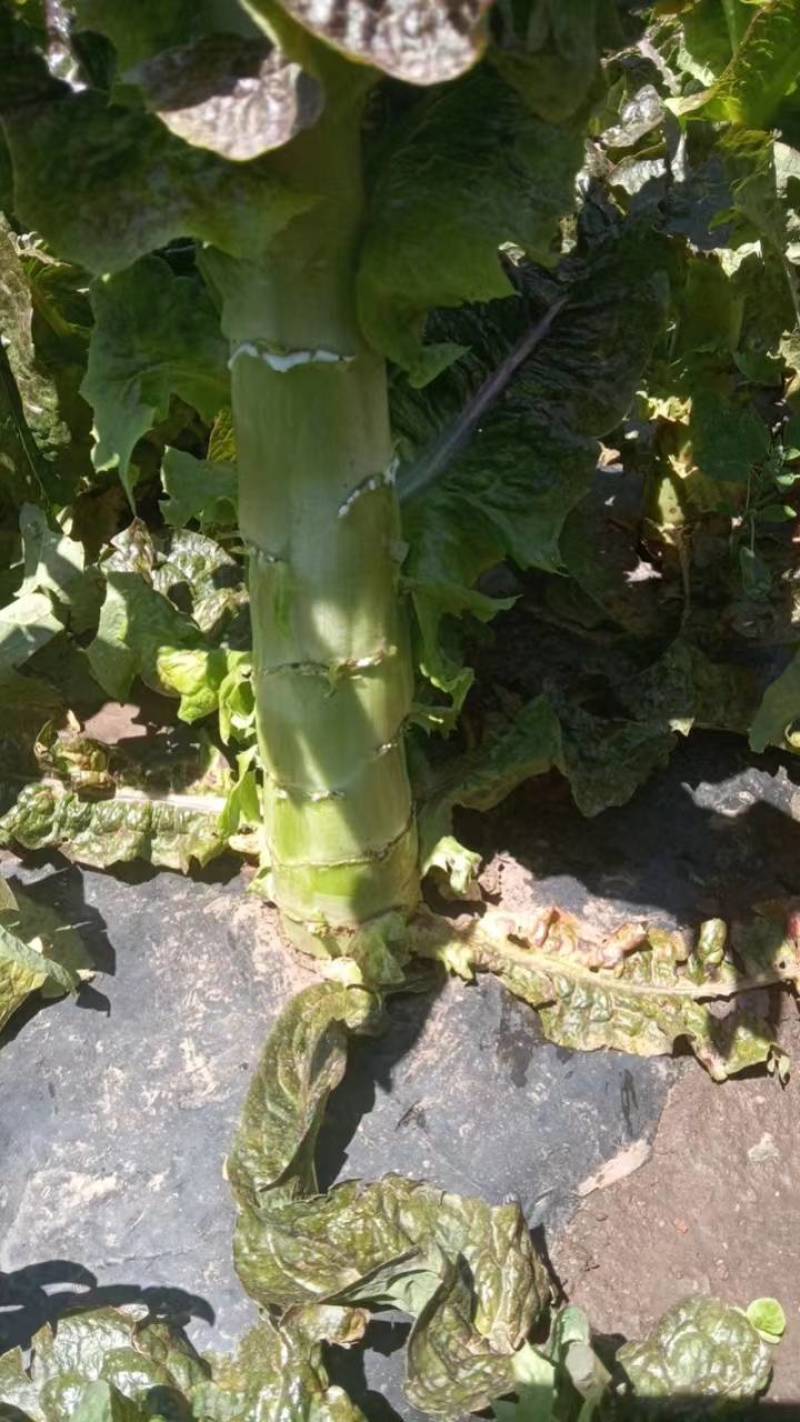 甘肃兰州高原夏菜莴笋大量上市