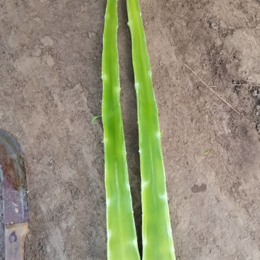 甘肃兰州高原夏菜莴笋大量上市