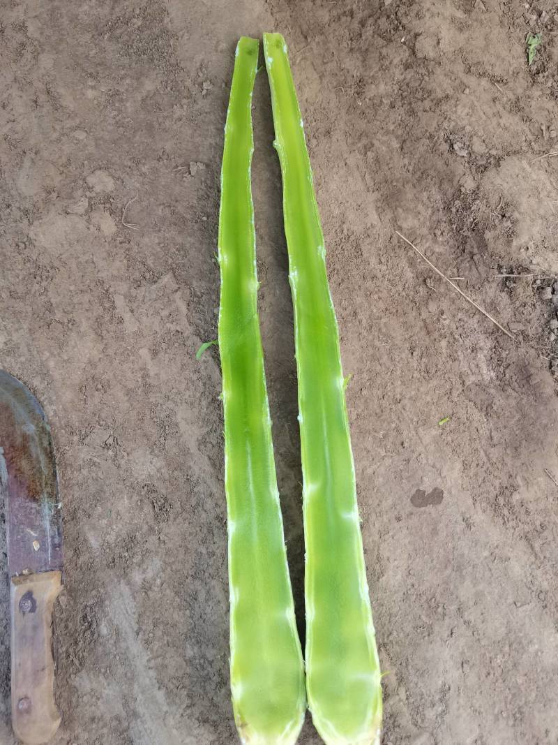 甘肃兰州高原夏菜莴笋大量上市