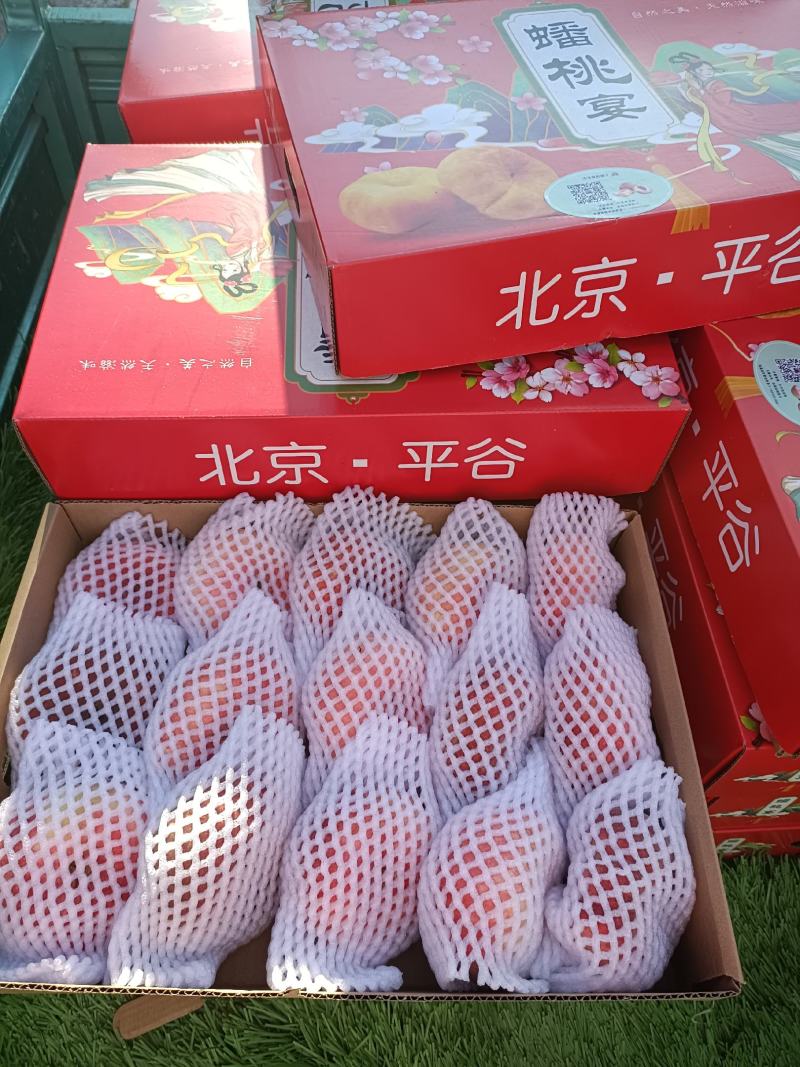 【一件代发】北京平谷红蟠桃，自家基地新鲜采摘，对接电商！