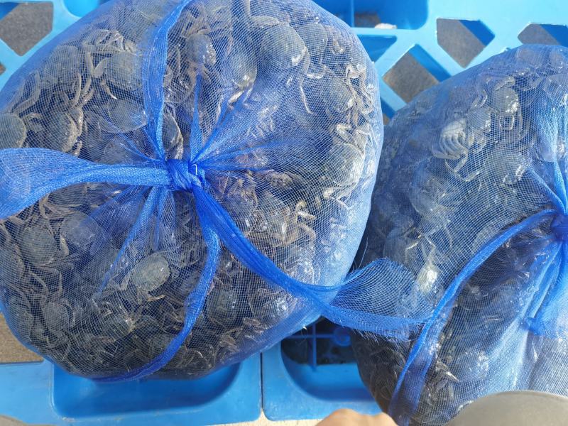 盘锦河蟹，油炸，辣炒小河蟹，一元蟹，老头蟹
