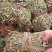 广西带叶小扎鸡骨草，新货青绿鸡骨草，大量批发，