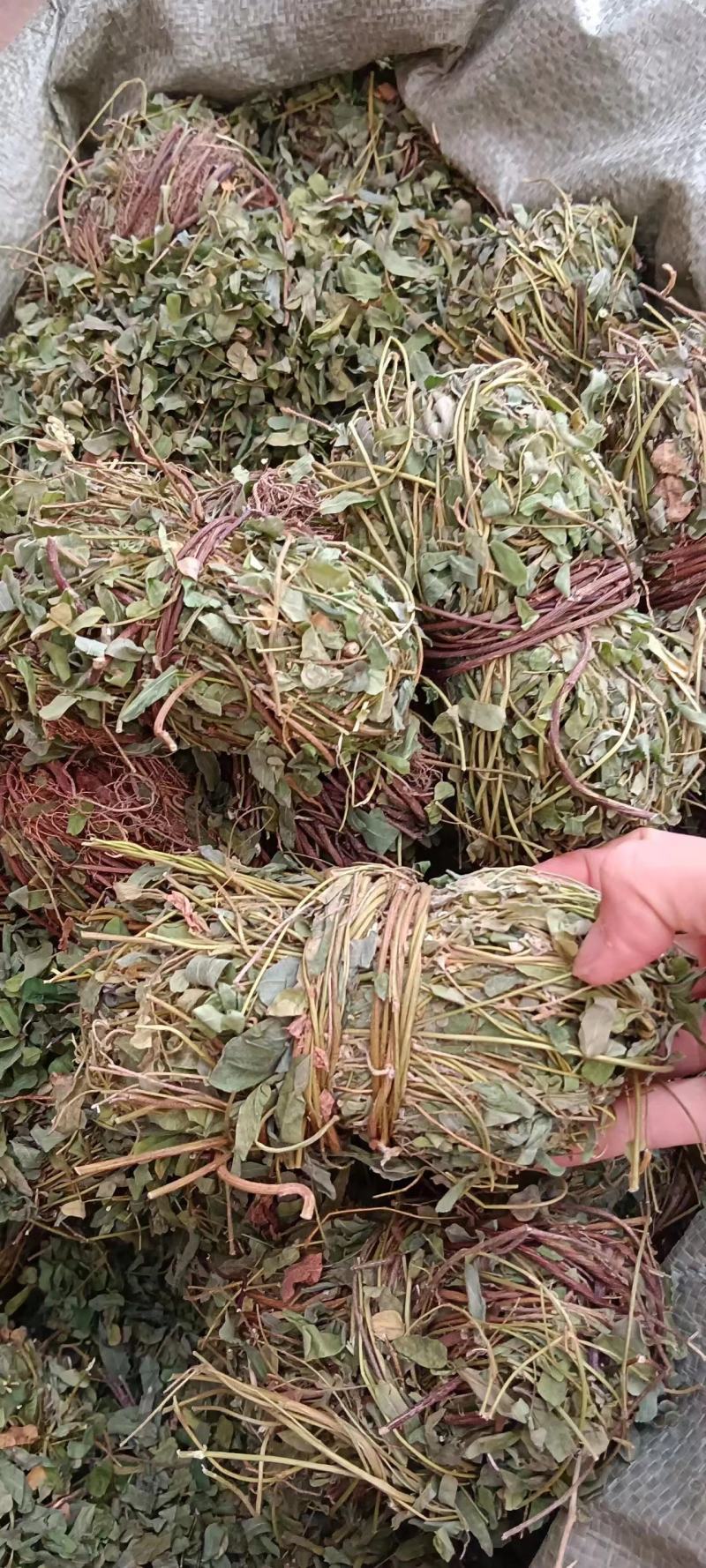 广西带叶小扎鸡骨草，新货青绿鸡骨草，大量批发，