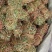广西带叶小扎鸡骨草，新货青绿鸡骨草，大量批发，