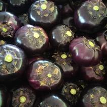 聊城紫光园茄新鲜上市货源充足批发市场商超价格实惠全国代发