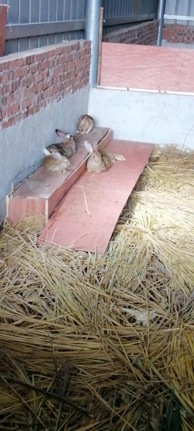 重庆生态散养养殖兔子比利时兔合作共赢，质量保证！