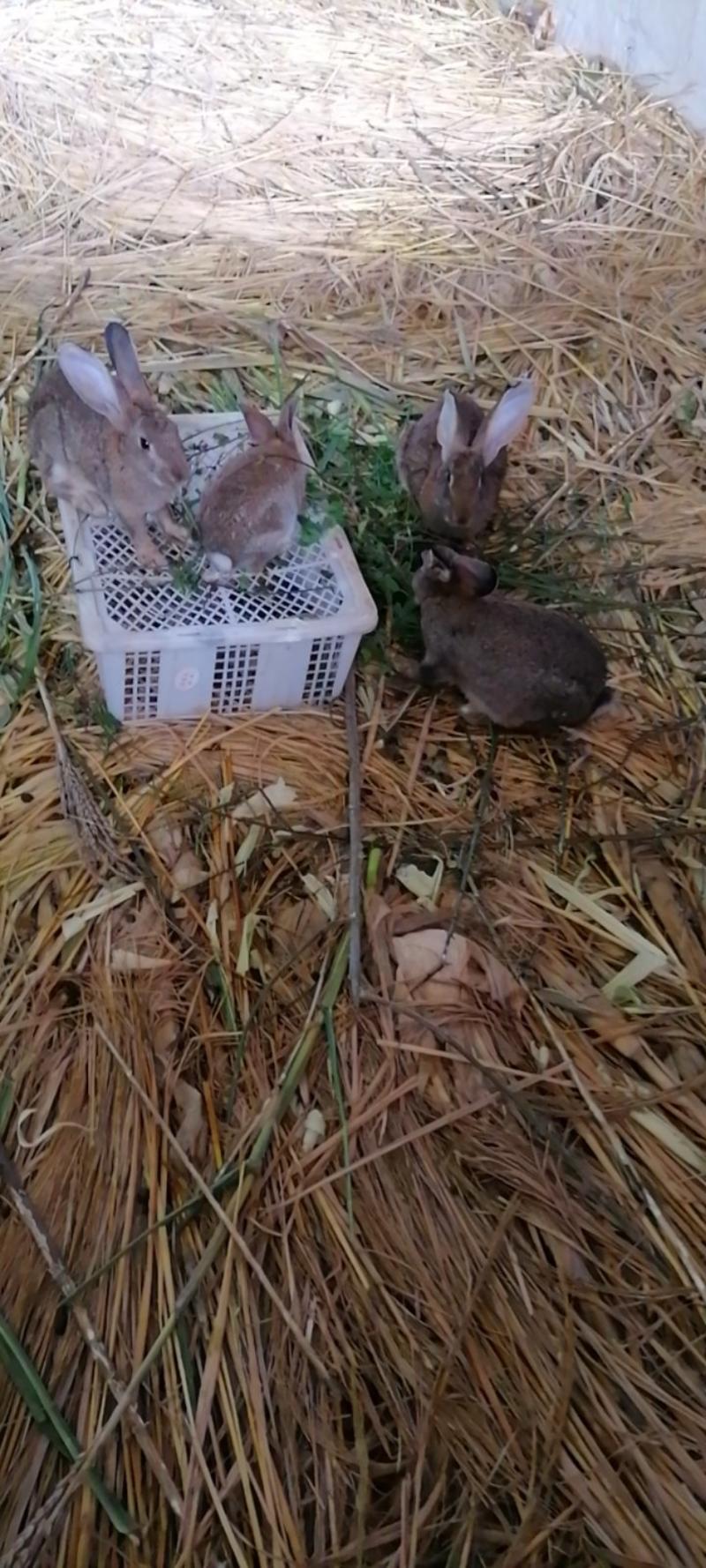 重庆生态散养养殖兔子比利时兔合作共赢，质量保证！