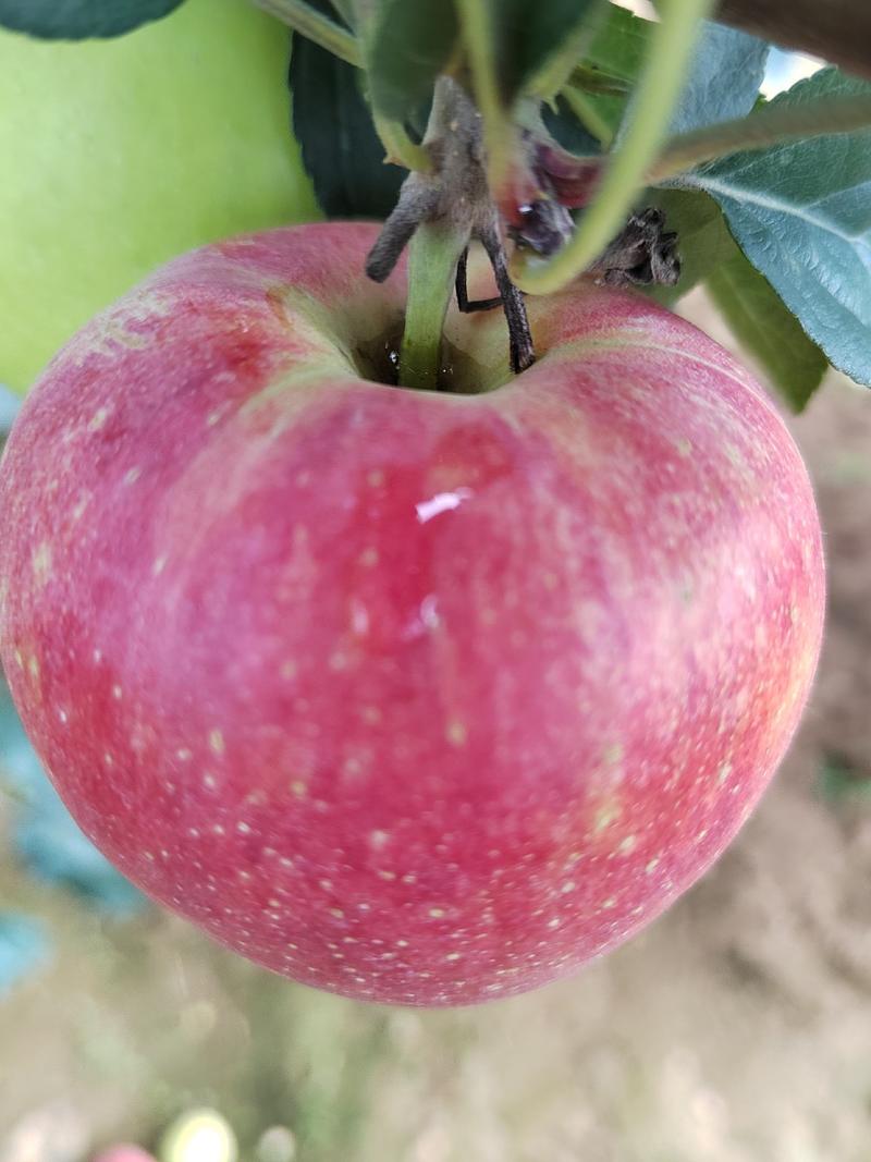 辽宁绥中鲁丽苹果，果型正，颜色好看，质量好大量有货