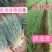 【优质】铁杆葱苗精品钢葱苗基地直发欢迎联